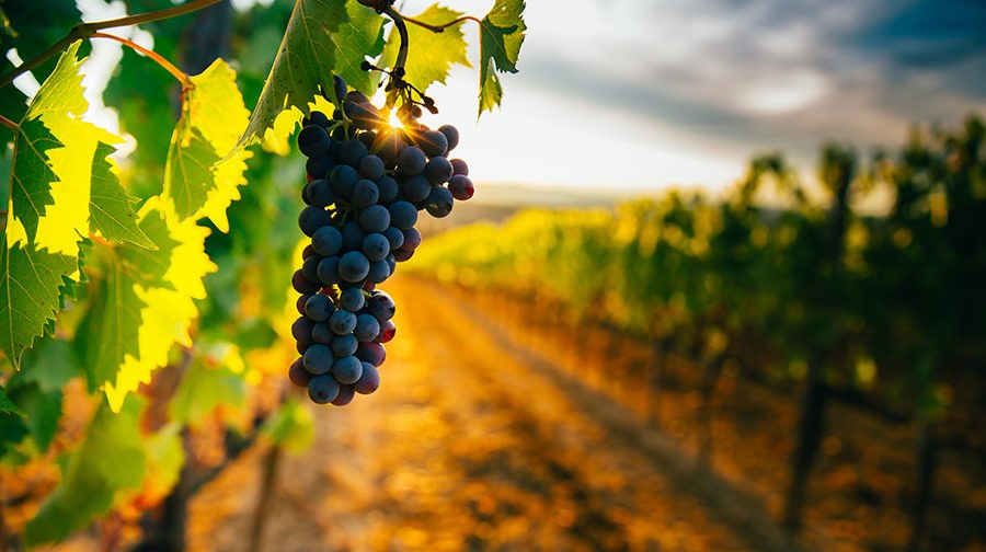 Photo of vineyards in the sun with a cluster of grapes